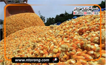 آمادگی ایران برای واردات مستقیم ذرت از پاکستان؛ مذاکره با تولیدکنندگان بدون واسطه